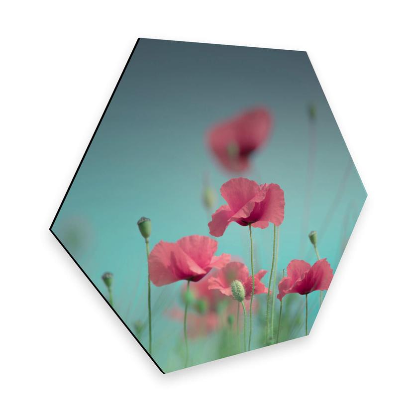 Hexagone -Alu Dibond Delgado - Pastel de coquelicots