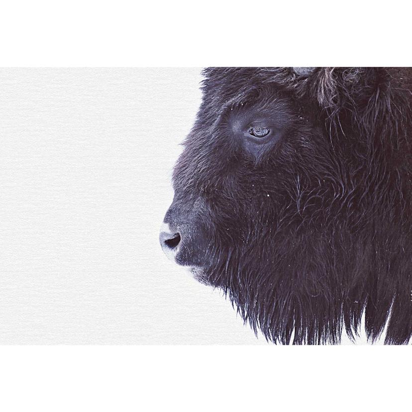 Livingwalls papier peint photo ARTist Black Buffalo