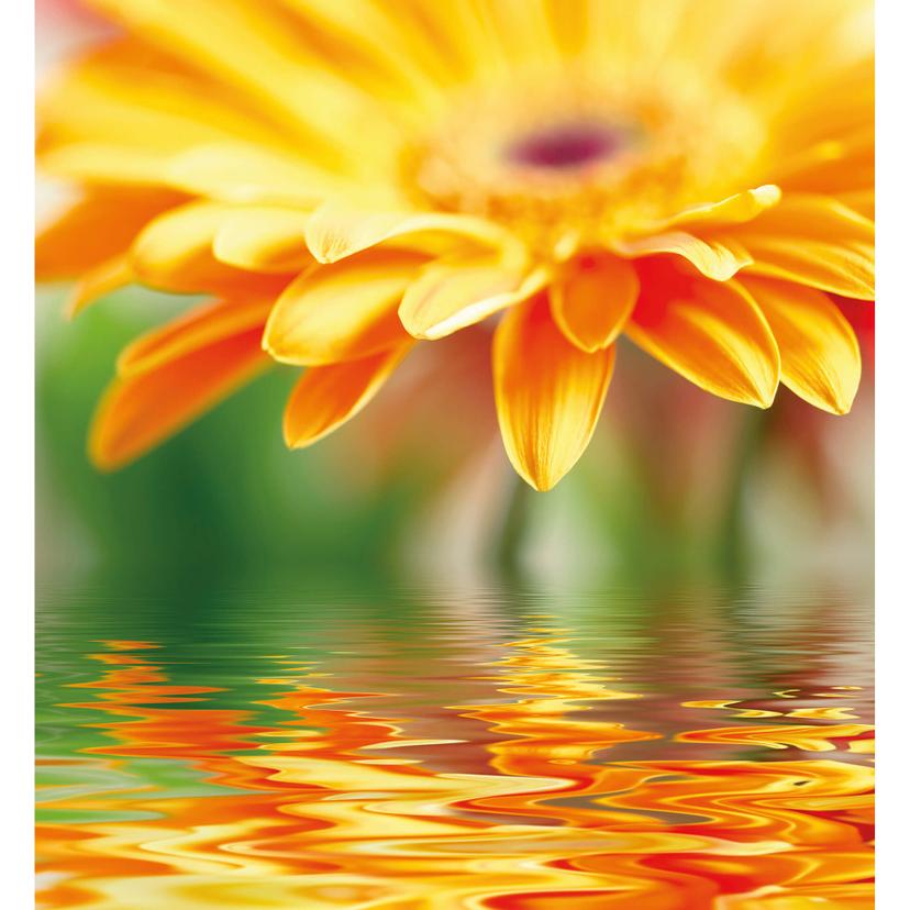 Fotomurale Gerbera Reflection - 240x260 cm