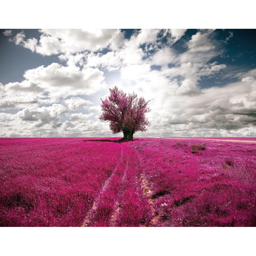 Fotomurale The Lonely Tree - 336x260 cm