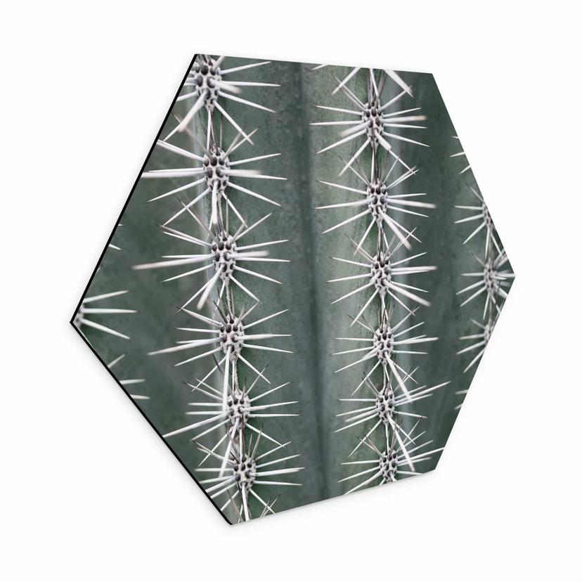 Hexagone - alu-Dibond 1X Studio - Cactus