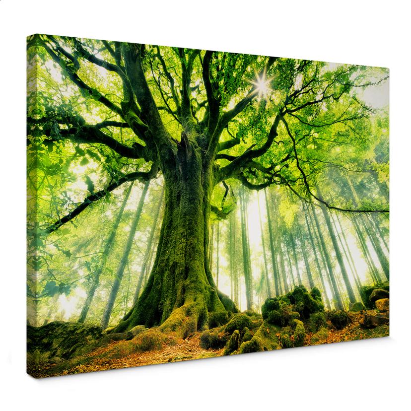 Canvasbillede - Kiciak - Fairytale