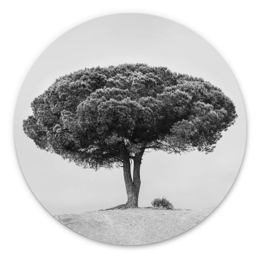 Tableau sur alu-Dibond rond Martin - Arbre en noir et blanc