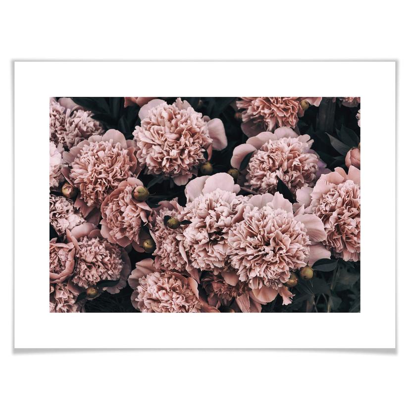 Poster Roses trémières roses