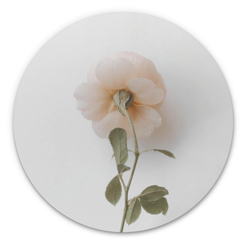 Tableau sur alu-Dibond Annie - Les roses - Rond