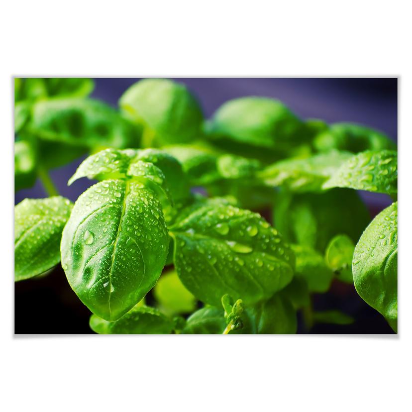 Poster - Basilic frais