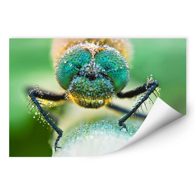 Wallprint Sabol - Morgentau