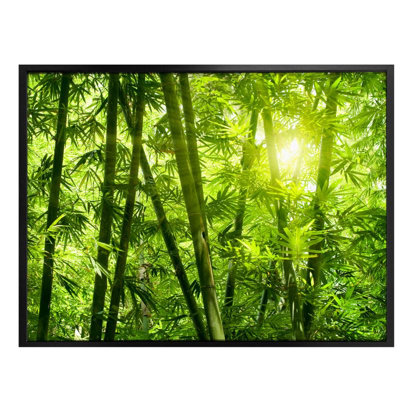 Póster Sol en el bosque de bambú