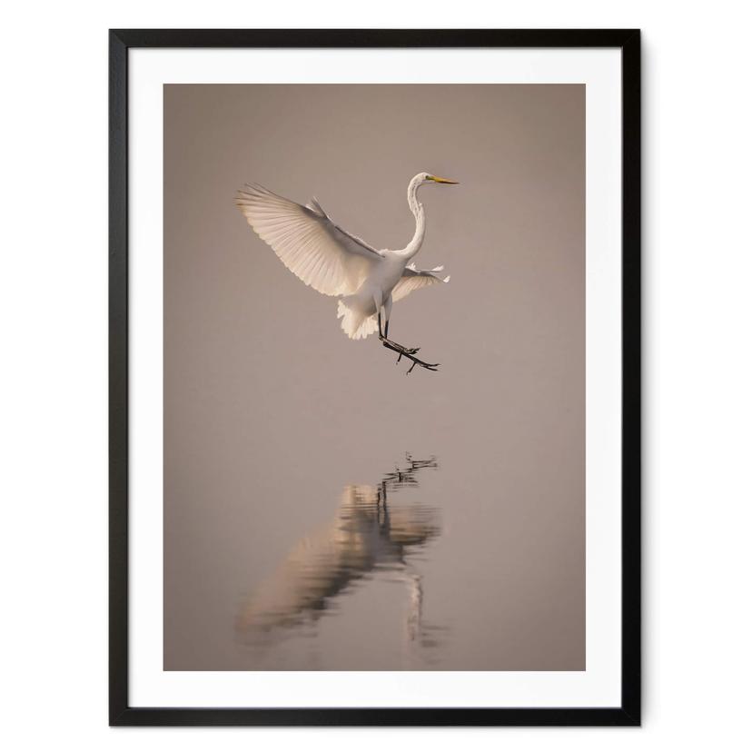 Póster Lai - Pájaro aterrizando en el agua