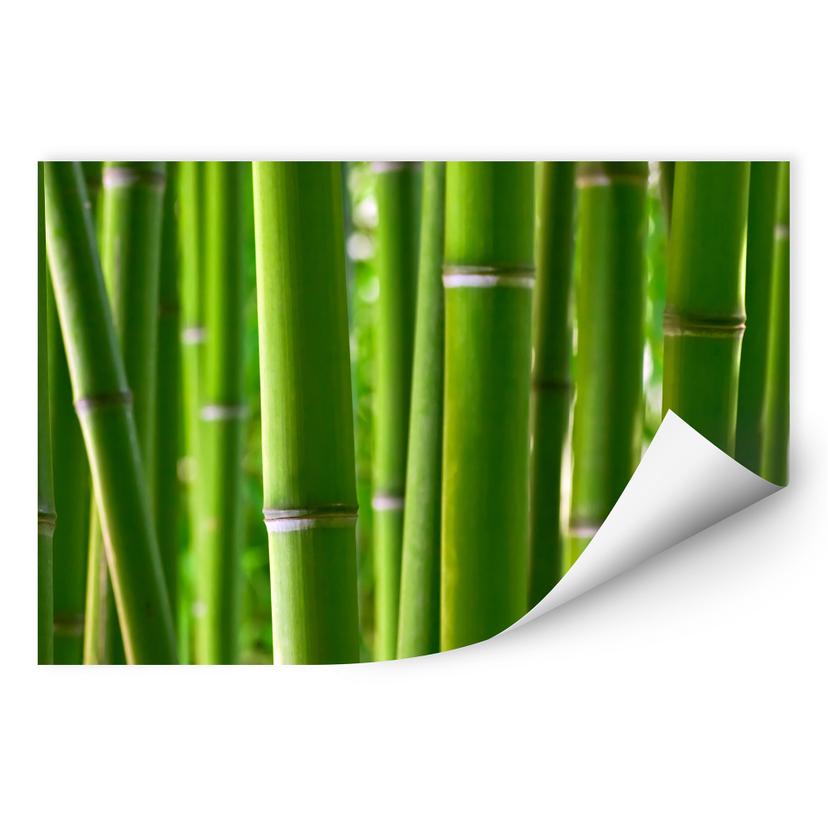 Poster autocollant - W - Forêt de Bambous