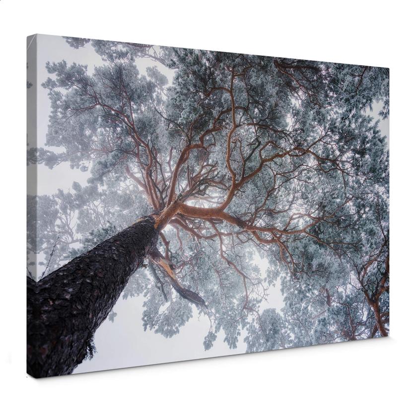 Canvasbillede - Krivec - Vintertræ