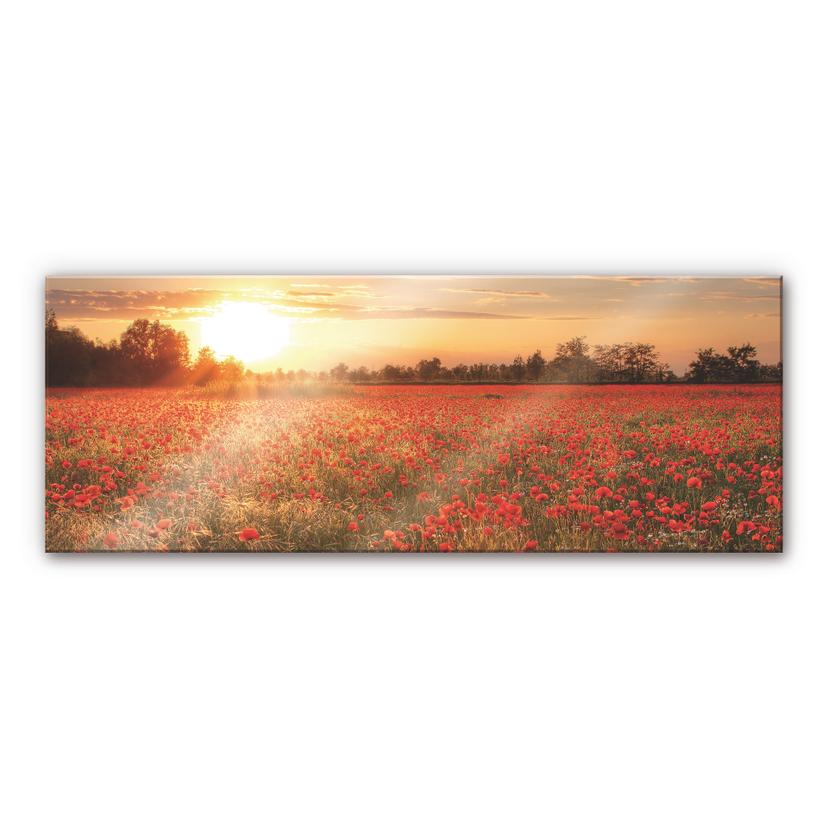 Akrylbillede Valmuemark i solnedgang - Panorama