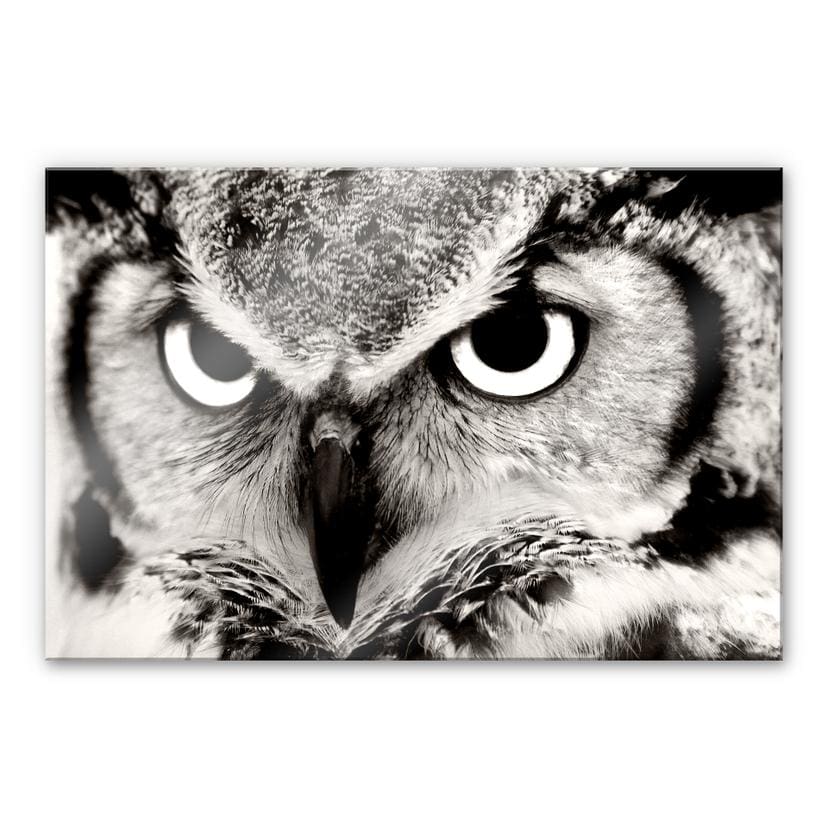 Tableau en verre acrylique Hibou fier