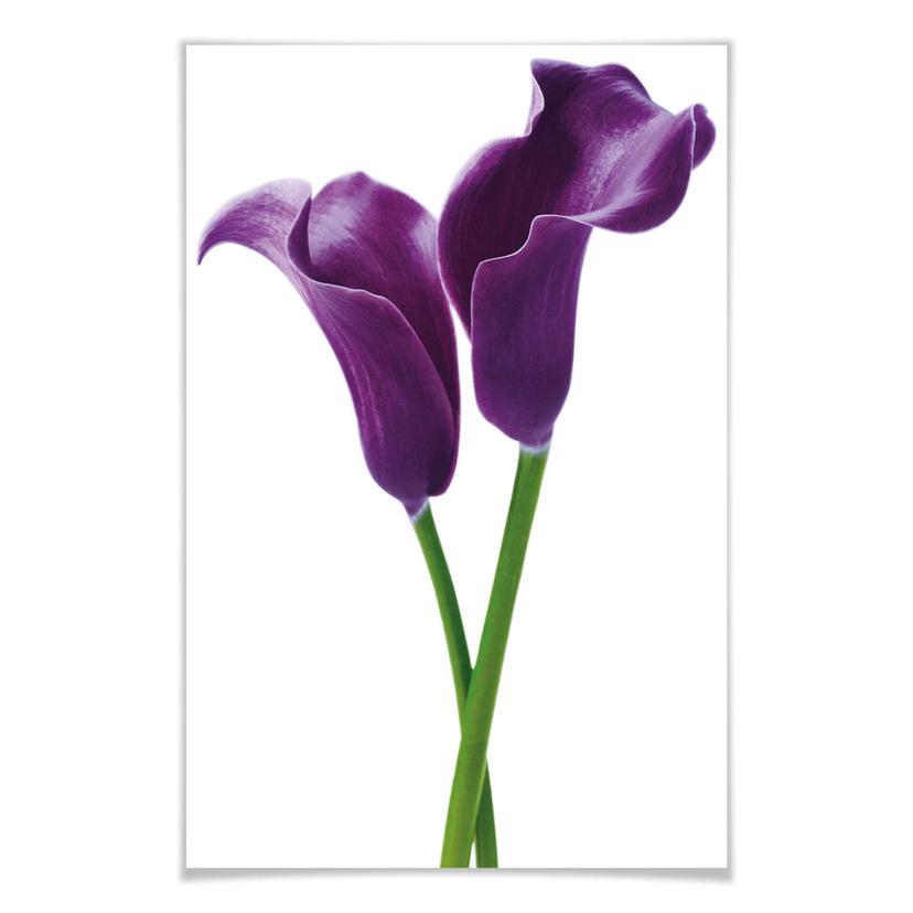 Giant Art® XXL-Poster Purple Call Lilies - 115x175 cm