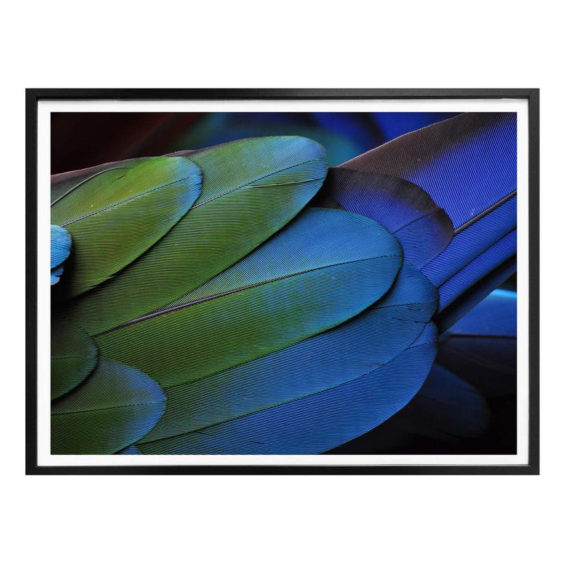 Poster - Couleurs Tropicales
