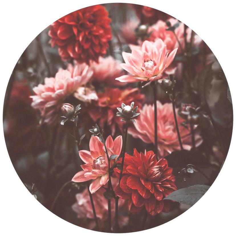 Annie - Sommarblommor - Rund Fototapet - non-woven tapet/självhäftande non-woven tapet