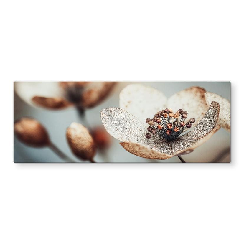 Glasbillede - Boho tørret blomst makro | naturfotografering - Treechild - Panorama