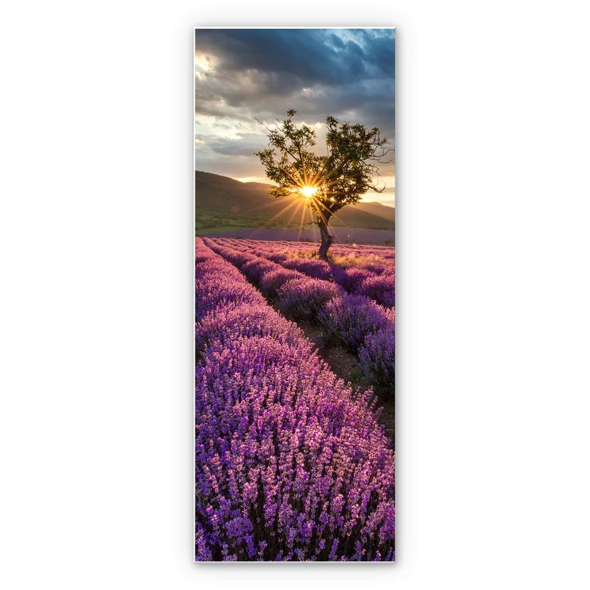 Tableau Forex - Floraison de lavande en Provence - Panorama 02