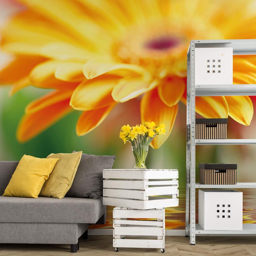 Fototapet Gerbera Reflection - 240x260 cm