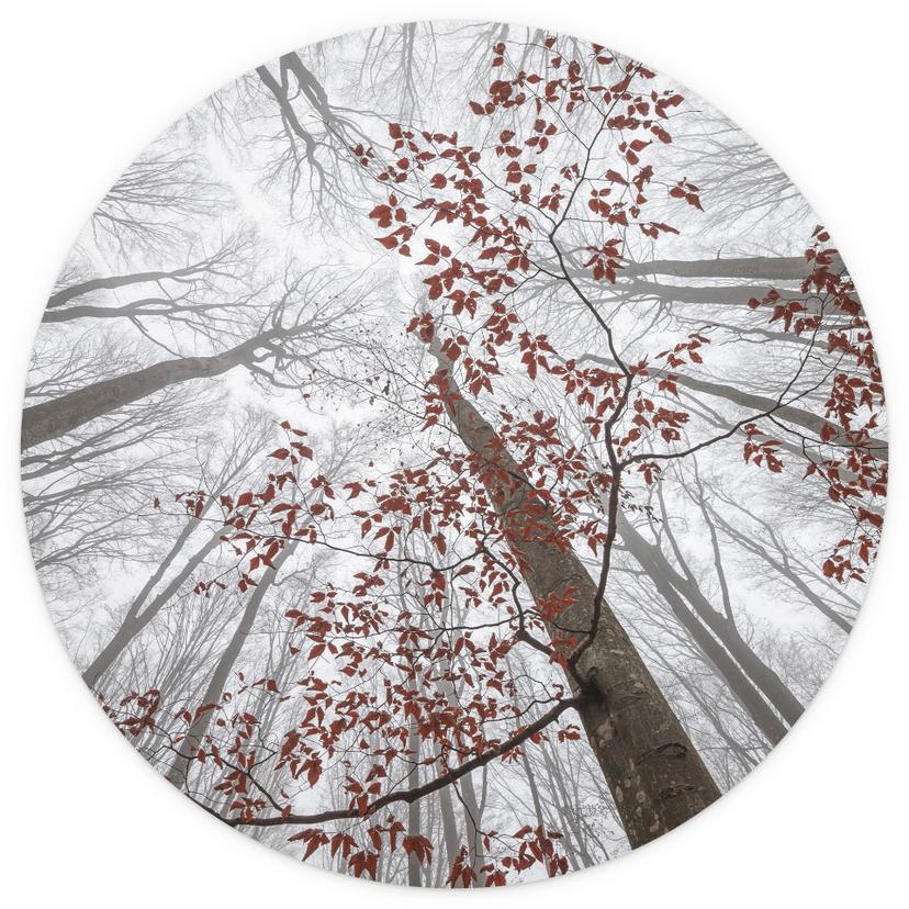 Trädtoppar med röda löv tapeter - skog fototapet rund - Coman - non-woven tapet/självhäftande non-wo