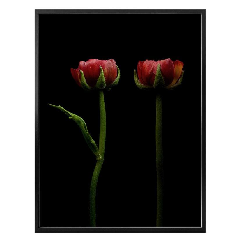Poster Deux renoncules rouges