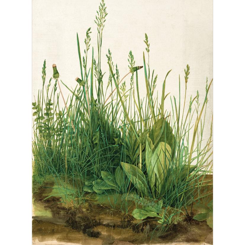 Fotomurale Dürer -  La grande Zolla di terra