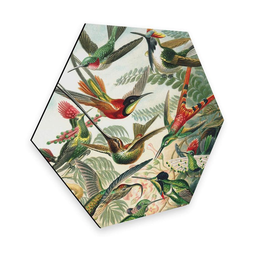 Hexagon Dibond Haeckel - Kolibries