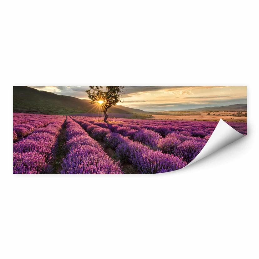 Zelfklevende Poster Lavendel in de Provence