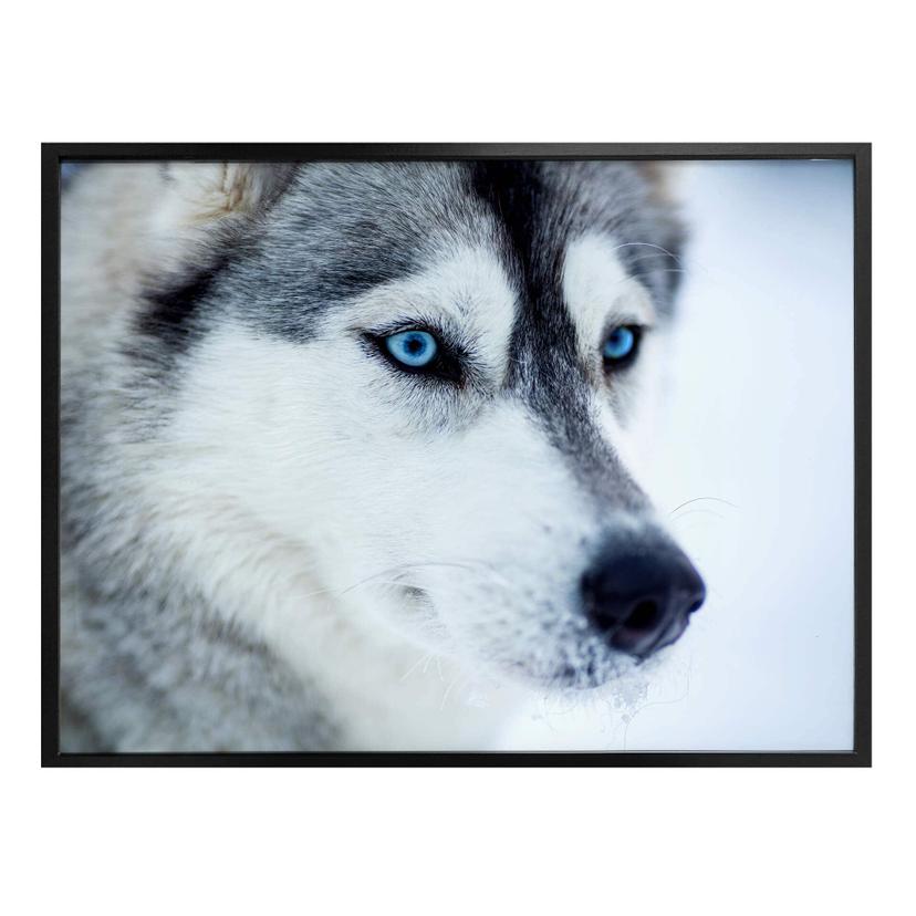 Póster Ojos azules hielo