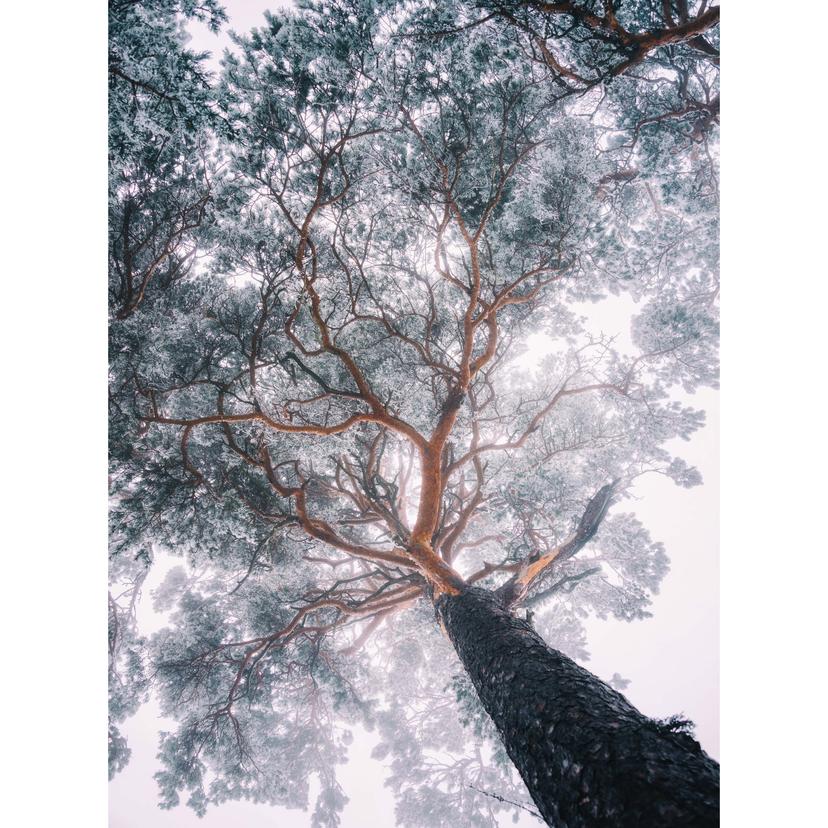 Fotomurale Krivec – Albero invernale