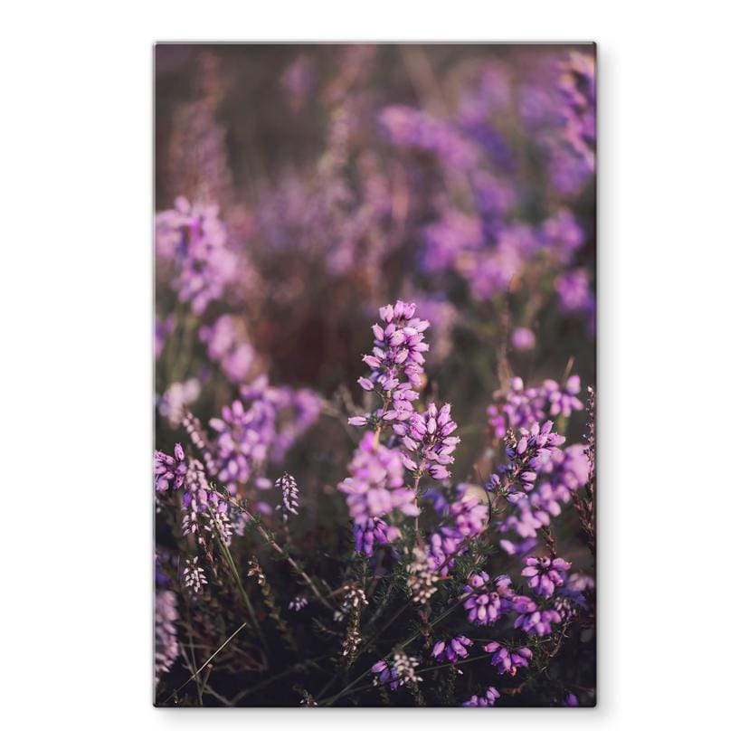 Glasbillede - Lilla lyngblomst i varmt lys - Annie