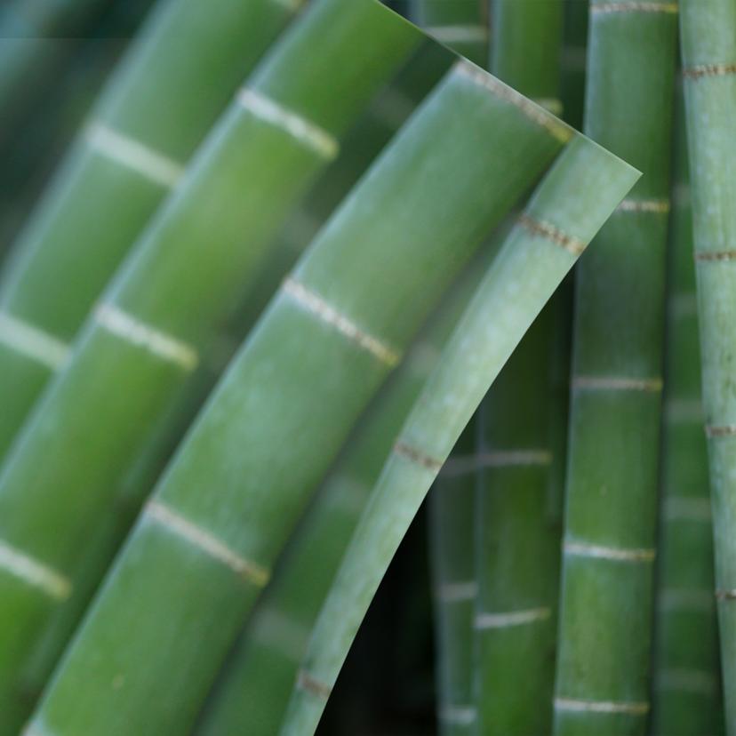 Møbelfolie, dekorativ folie - kan tørres af - Bamboo forest 02