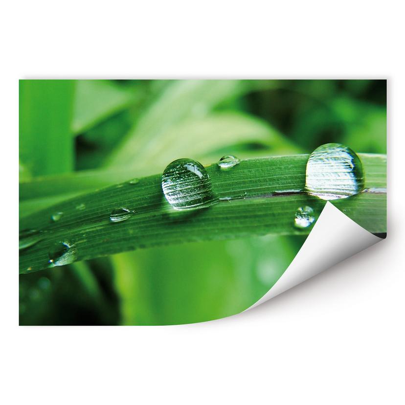Poster autocollant - W - Nature 4