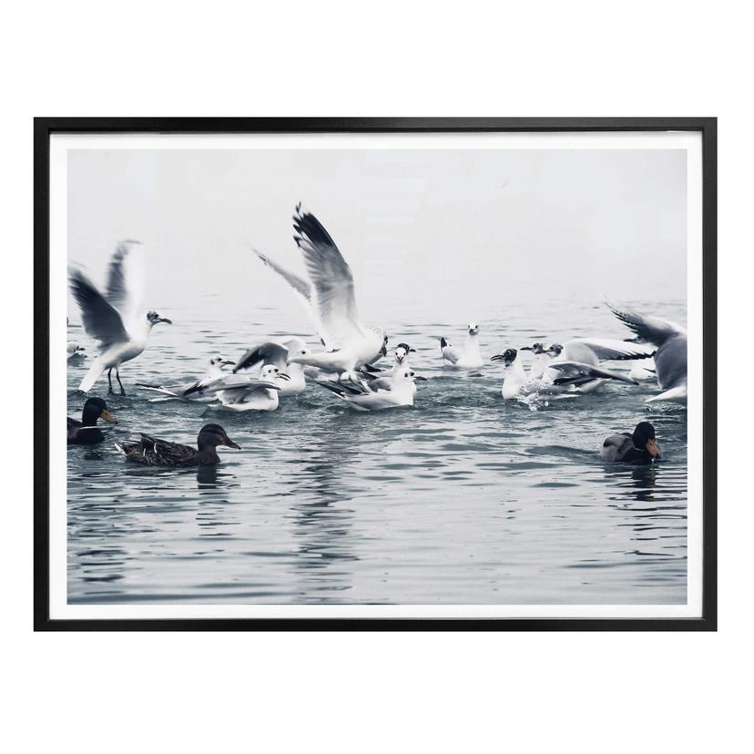 Póster gaviotas