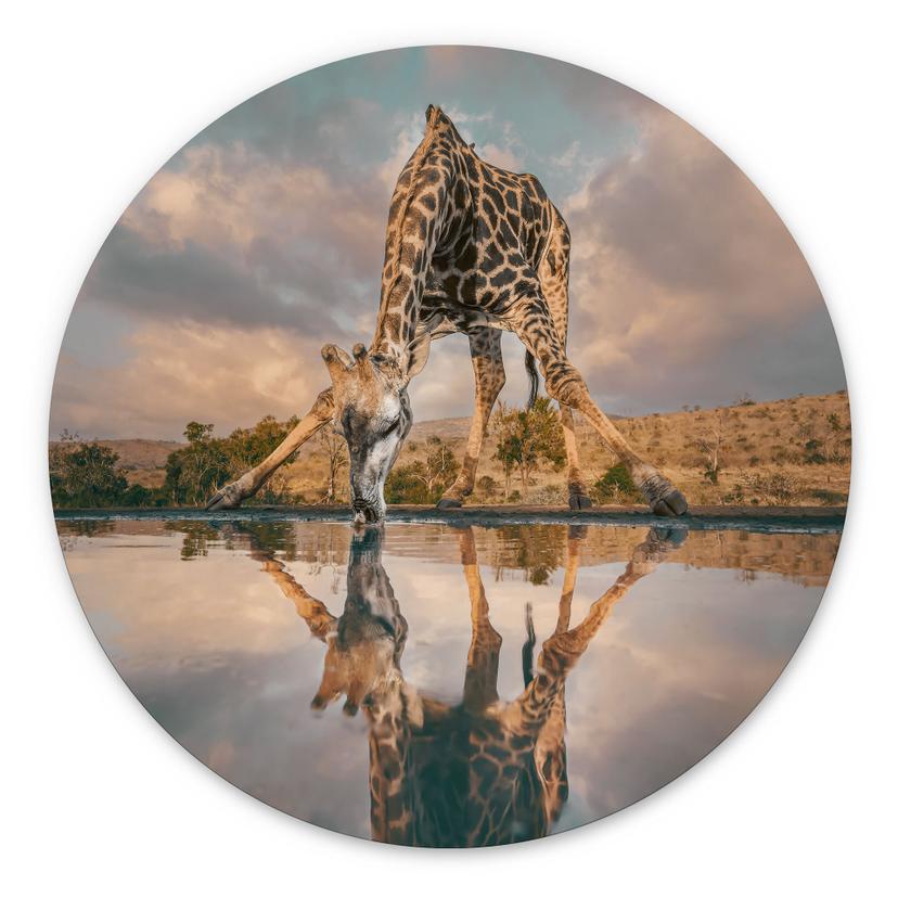 Fototapet Refleksion af en giraf i naturen - Amtmann - rund – print på aluminium (Alu-Dibond)