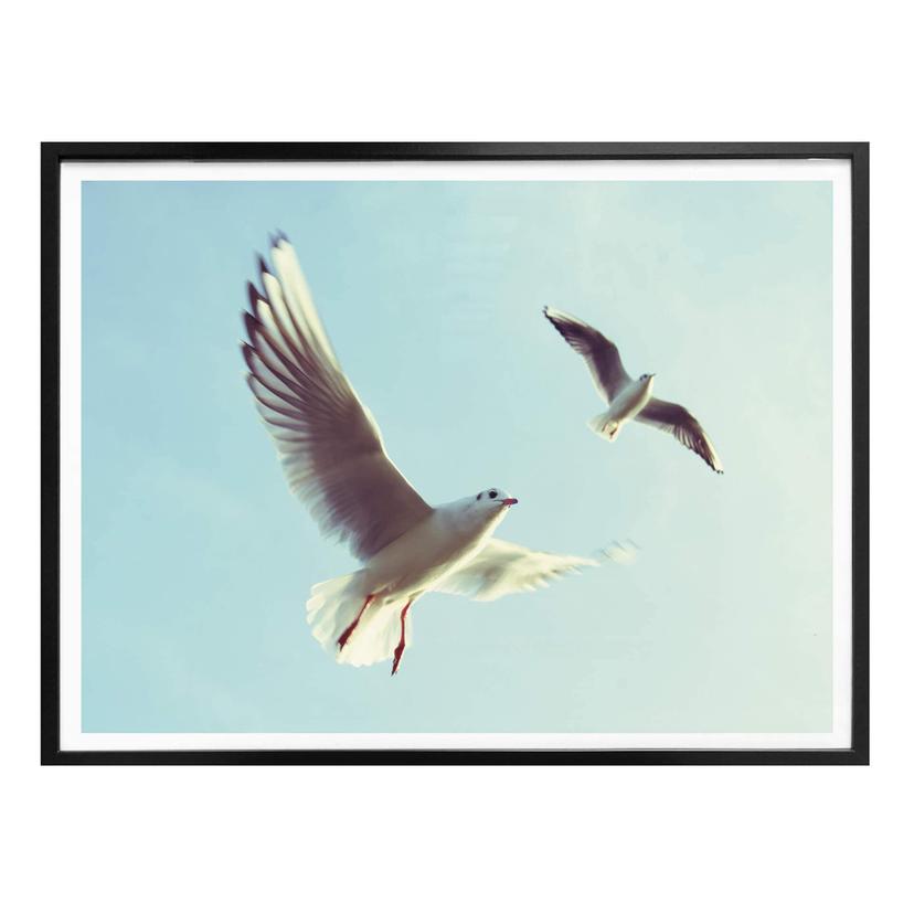 Poster Meeuwen