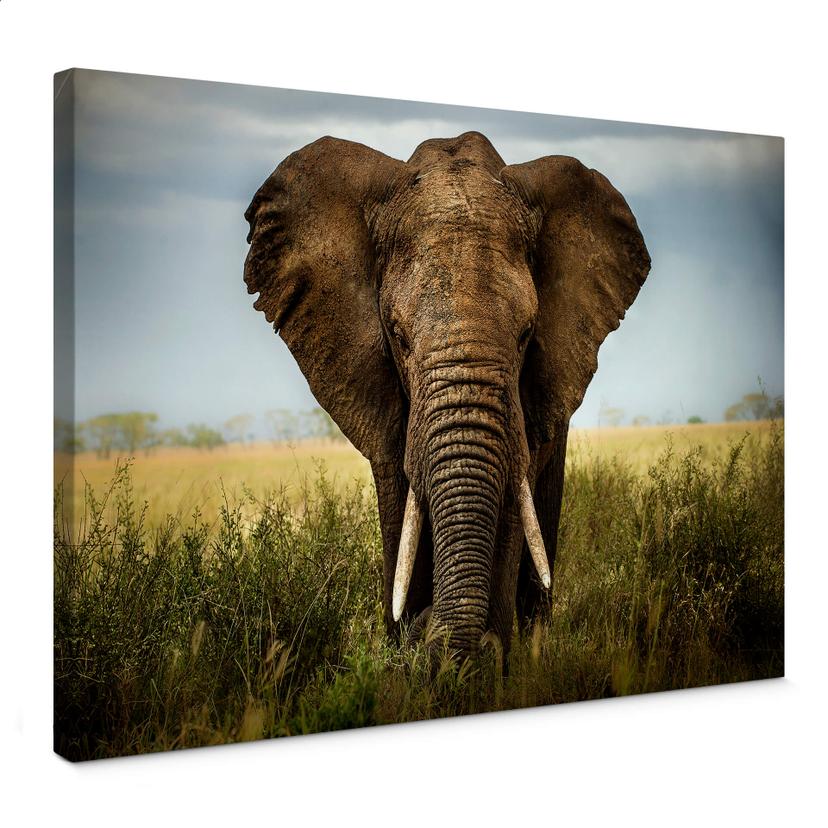 Canvasbillede - Ghizzi-Panizza - Encounter in Africa