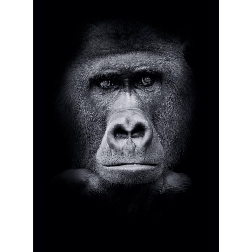 Fotomurale Gorilla - 192x260 cm