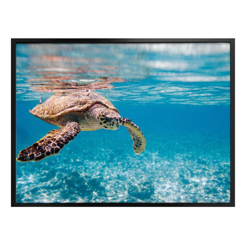 Póster tortuga viajera