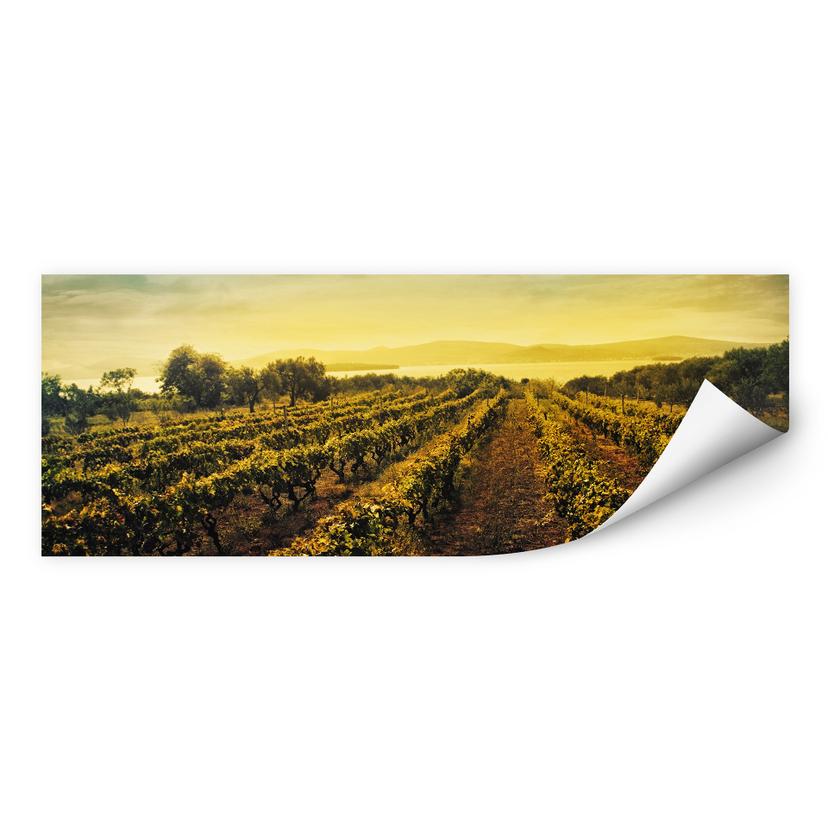 Zelfklevende Poster  Wijngaard bij Zonsondergang