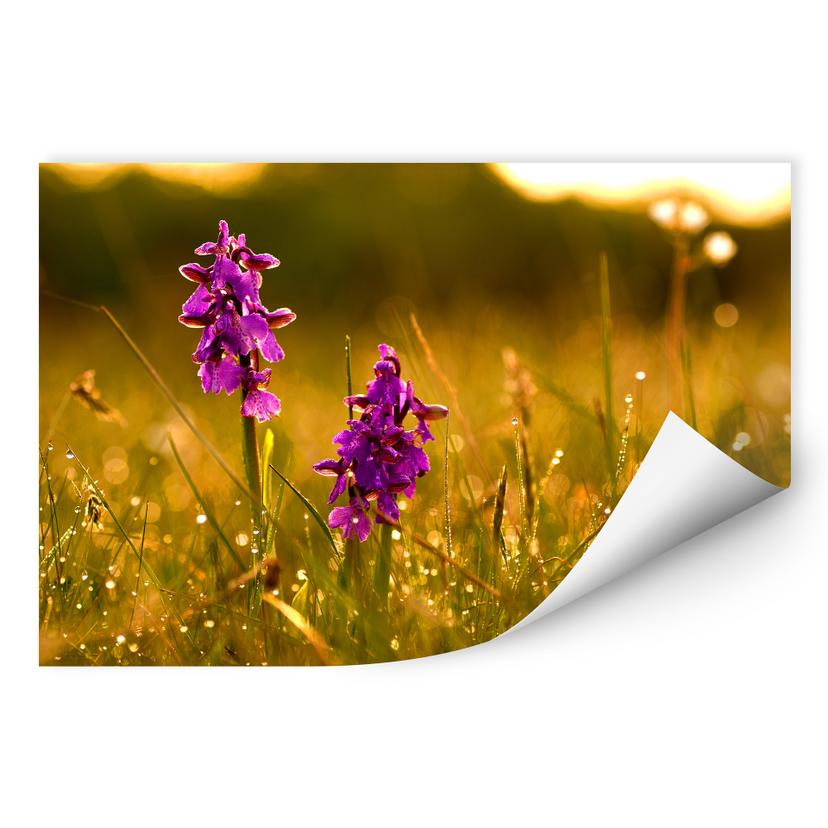 Zelfklevende Poster - Flowers in the Morning
