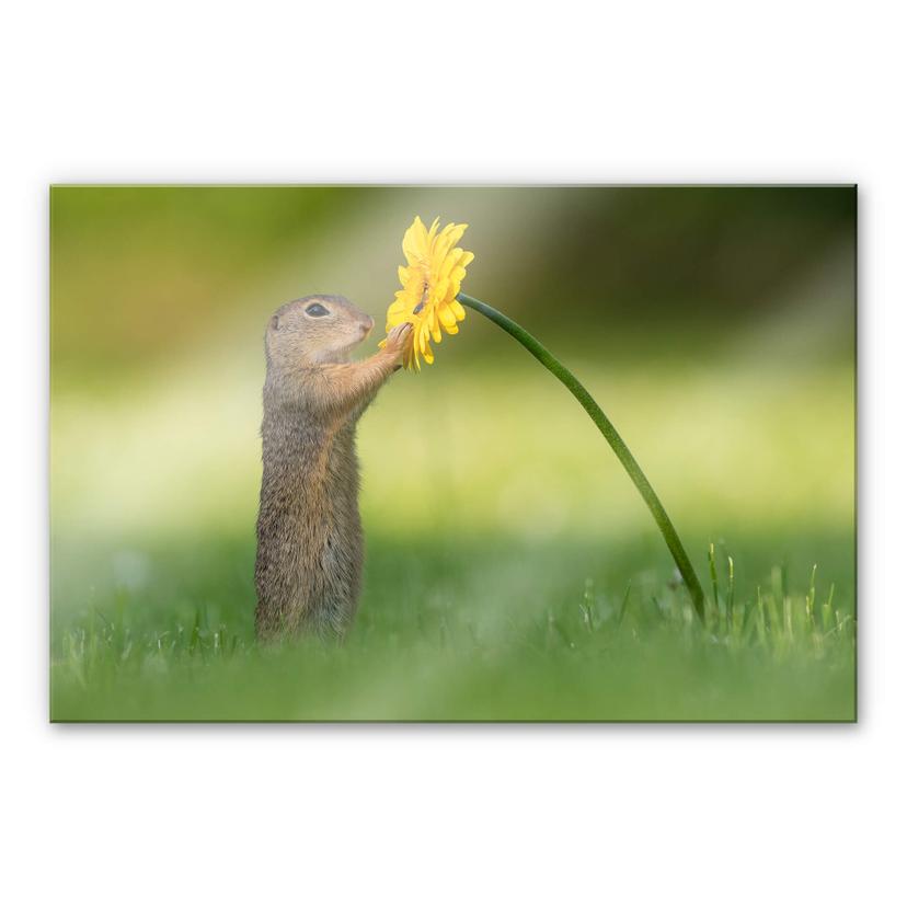 Akrylbillede Duijn - Jordet egern holder blomst