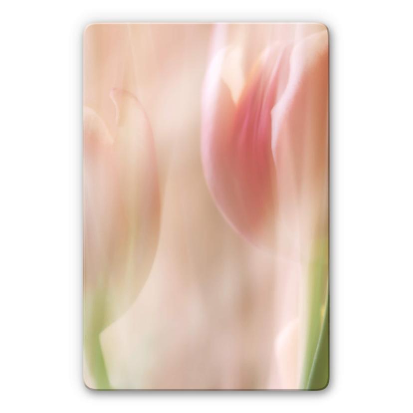 Glasschilderij Westum - Shy Tulips
