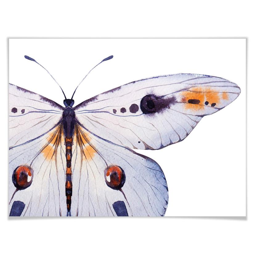 Poster Kvilis – Farfalla 01
