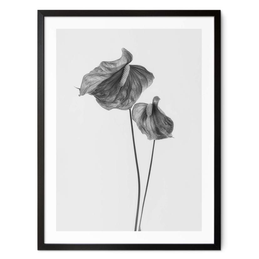 Póster Grønkjær - Anthurium blanco y negro