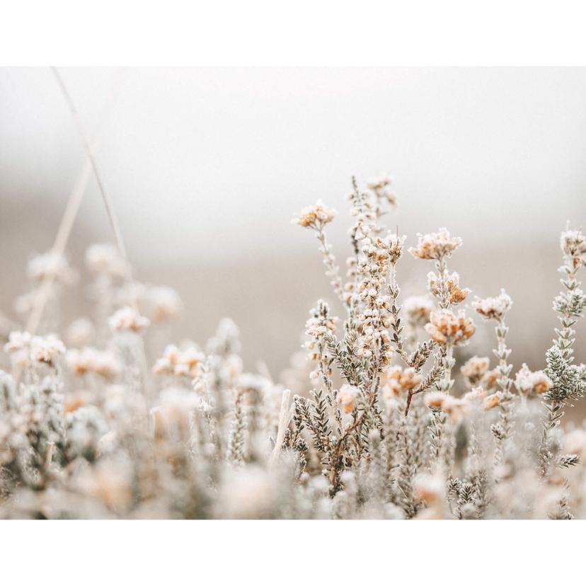 Fotomurale Annie - Fiori di ghiaccio