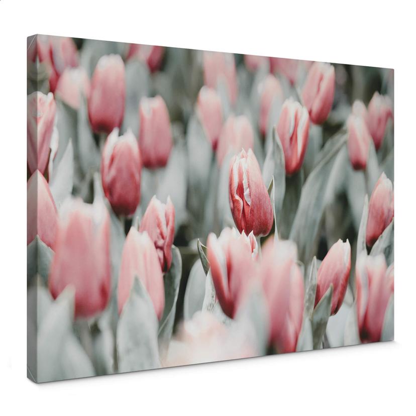 Lienzo Annie - Tulipanes de primavera