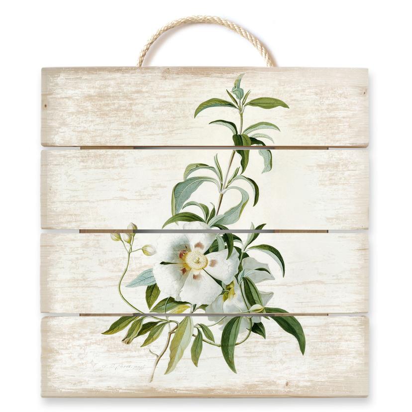 Stampa su legno - Ehret - Cisto