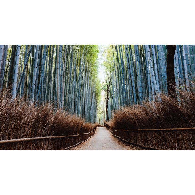 Fotomurale Colombo – Foresta di bambù in Giappone