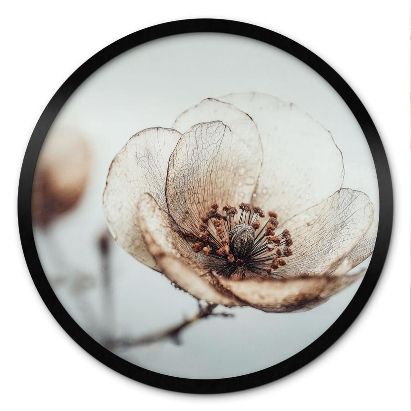 Plakat Dry Blossom Beige Nature Poetry - Treechild - Round